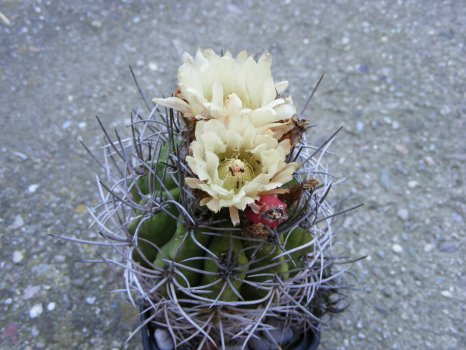 [http://cactuslandia.websnadno.cz/Neochilenia_paucicostata.JPG]